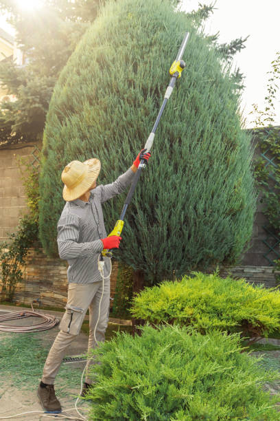 Best Tree Trimming and Pruning  in Clifton Knolls Mill Creek, NY